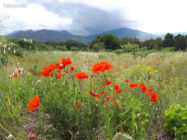 Grand terrain 4 Hectares (2.46 / m2)
