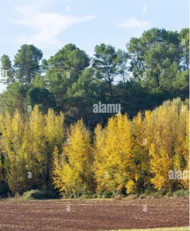 Terrain agricole + irrigation