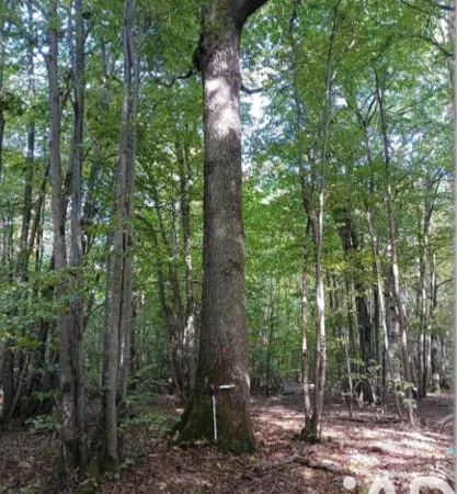 Terrain 1185000 m²