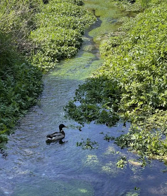 Photo 5