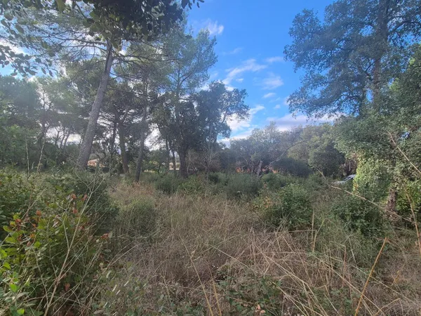 Terrain plat et joliment arboré