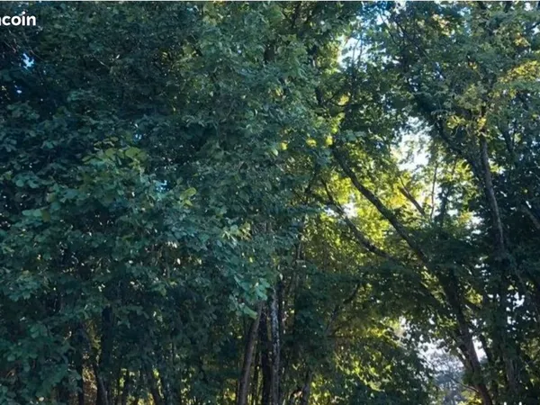 Deux parcelles / forêt la roche posay