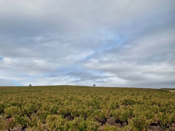 Bien agricole et foncier Vente Régnié-Durette 2000m² 40000€