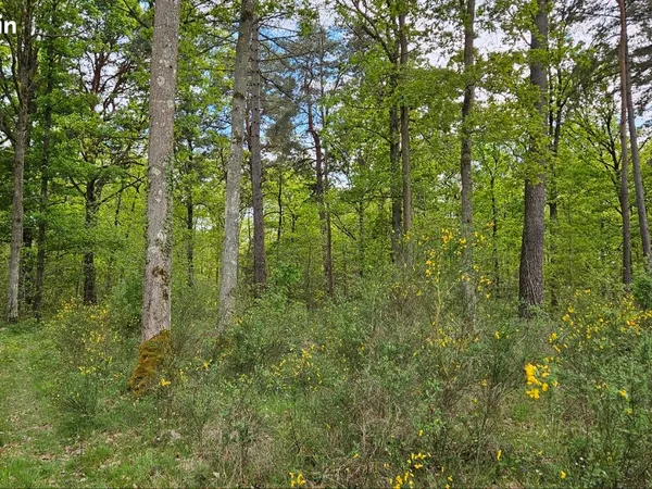 Parcelles de bois