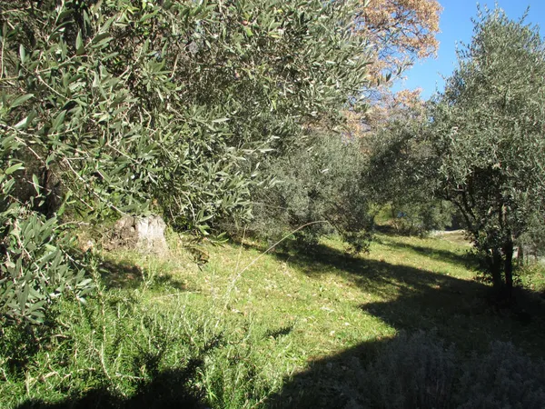 Terrain 400 m²