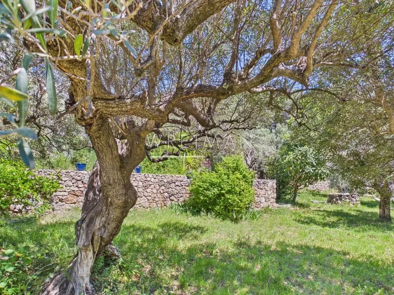 Photo 43