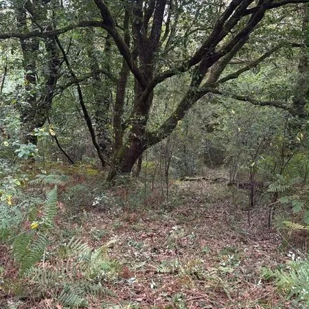 Vente parcelles de foret composées de bois Chênes / châtaignier / acacias