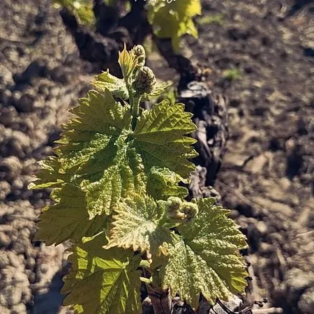 Bien agricole et foncier Vente Vedène  77046m² 255550€