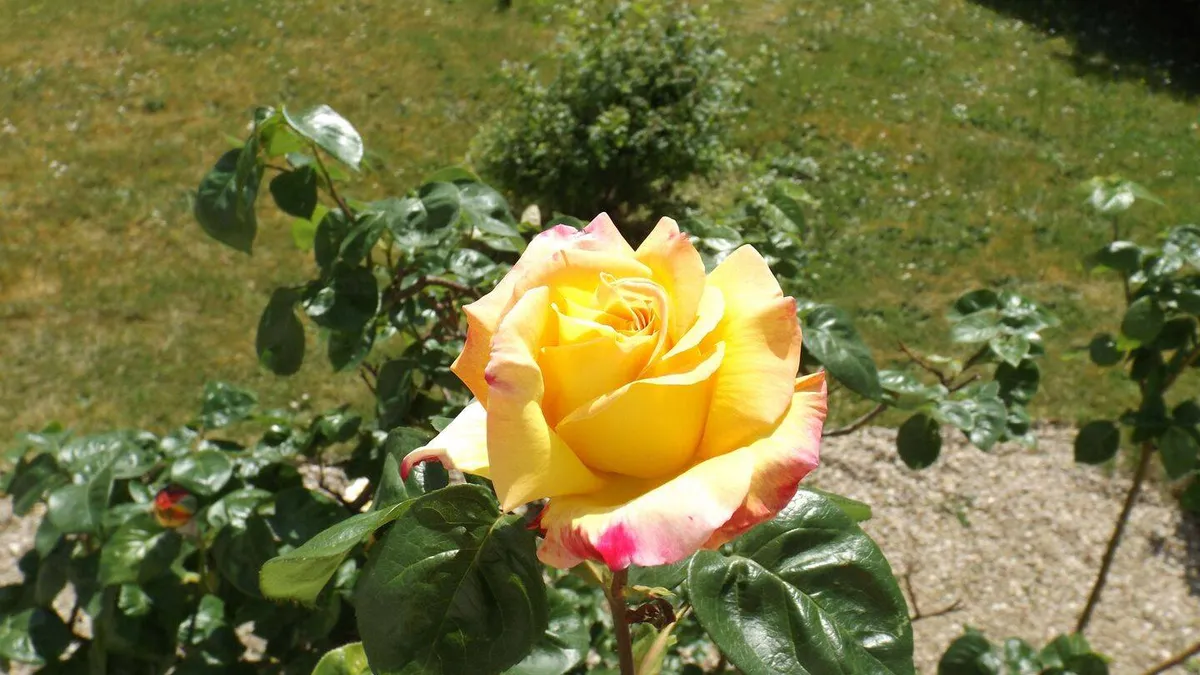 Photo 1