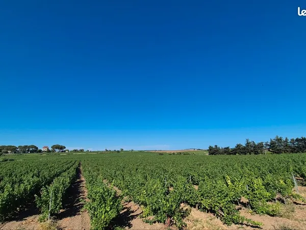 Parcelle vigne 3h30 sauvignon