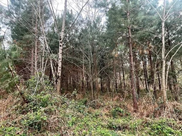 Bazas -parcelle bois + partie constructible .1 hectare 08