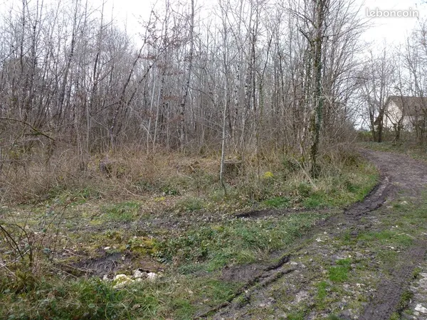 Vends Taillis 5500m2