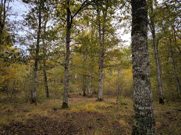 Territoires de chasse de 37 hectares 58 avec chalet, plan d'eau