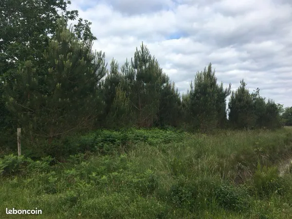 Terrain forestier