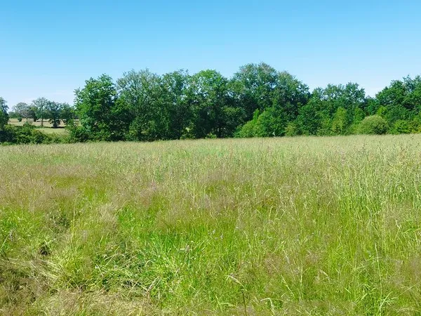 Terrain de loisir boisé avec ruisseau