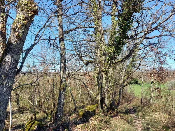 Parcelles de terrain boisées