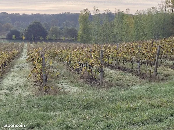 Location vignes