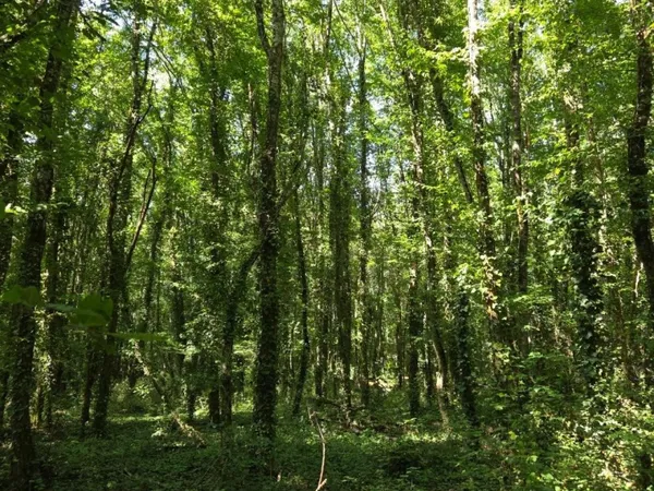 Deux parcelles de bois