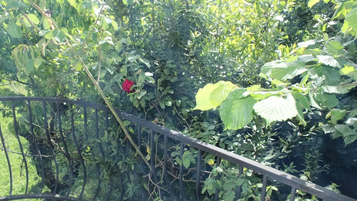 Photo 13