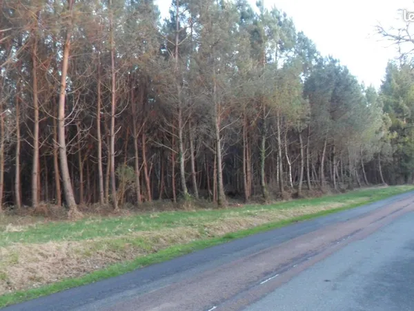 Terrain et bois