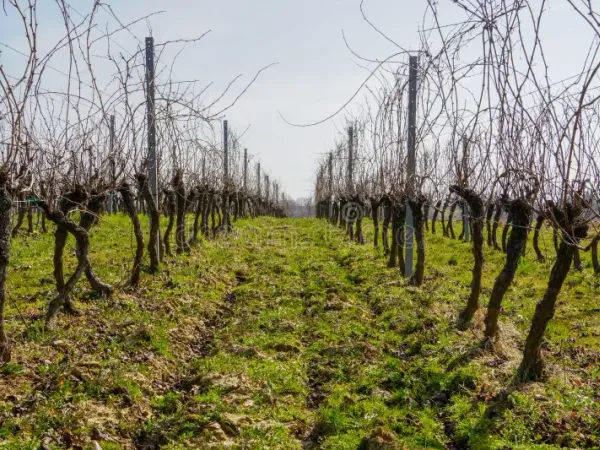 terrain agricole vignes