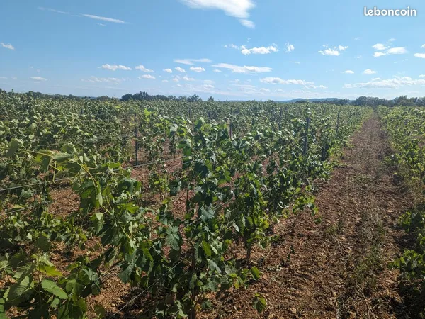 Vignes Terrasses du Larzac BIO