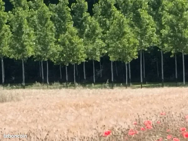 Peupleraie Terrain de loisirs Rivière