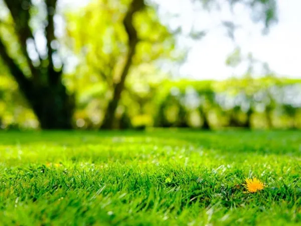 Terrain 300 m²