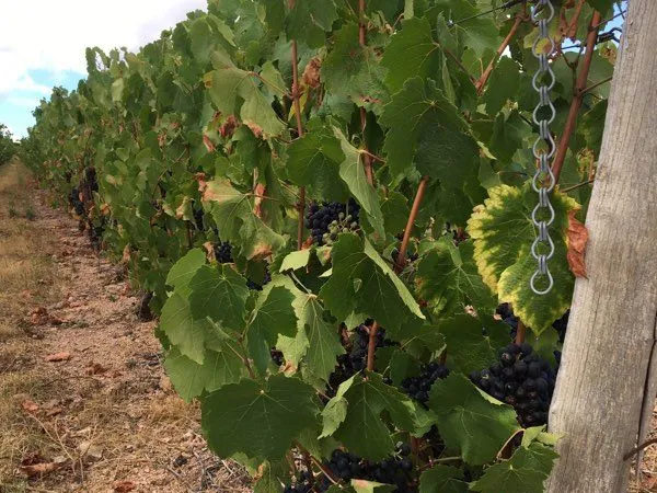 Vignes AOC Bourgogne Blanc, Fleurie, Moulin à Vent