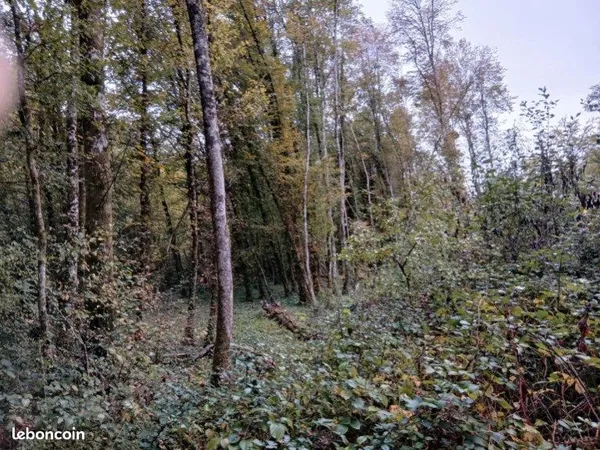 Terrain à vy les lure (bois : chênes, facile d'accès)