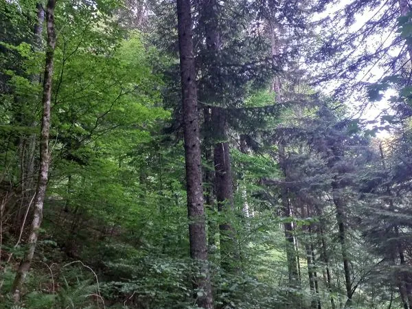 Forêt à vendre