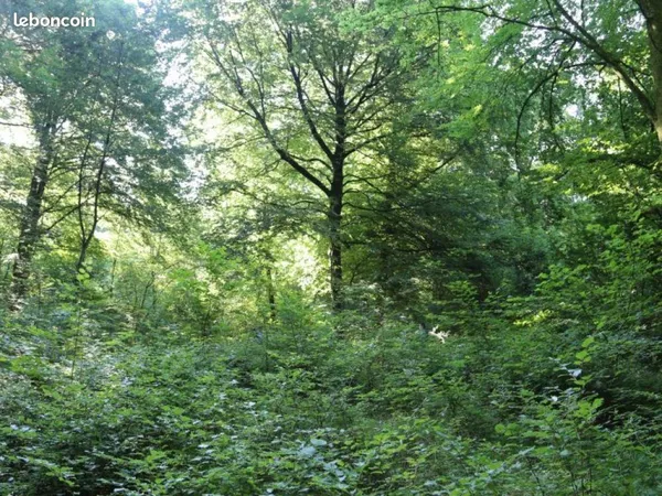 Vente Parcelle Boisée