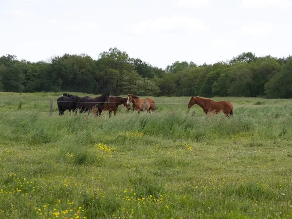 Située dans le Maine-et-Loire (49), à proximité de Saumur, ce