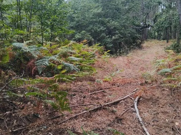 Terrain parcelle au coeur de la forêt