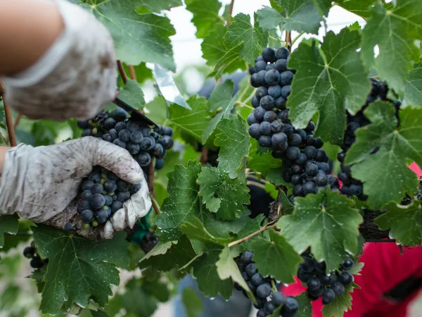 Hébergement des saisonniers agricoles : l'arrêté du 20 août remplace un texte de 1996 et fixe 11 m³ par personne, à trois semaines des vendanges