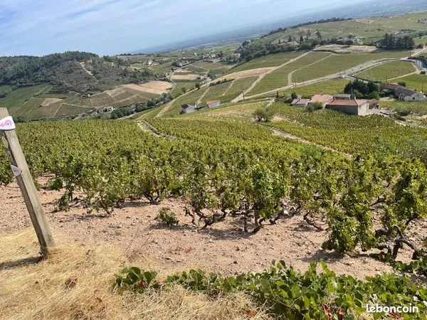 Vigne Fleurie La Madone