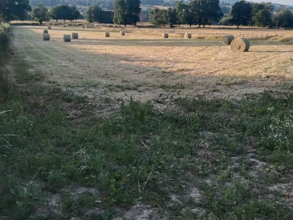 Pré pâture terrain