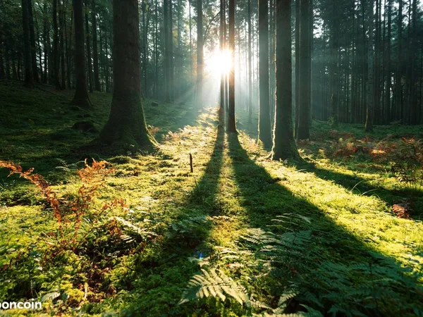 Foret au porte de périgueux