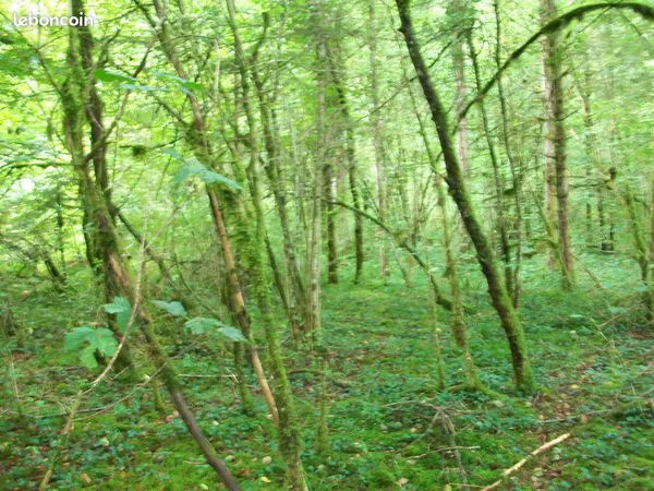 Parcelle boisé, terrain de loisir