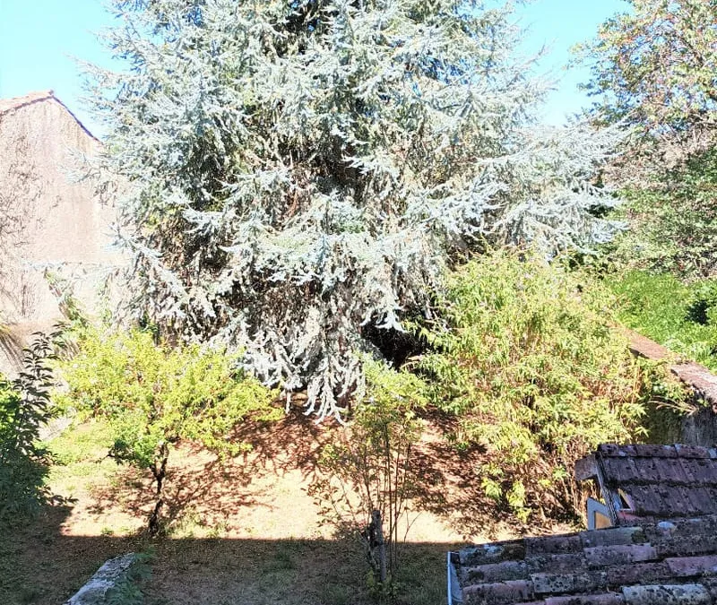 Photo 5