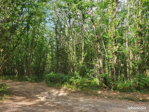 12 Ha de bois