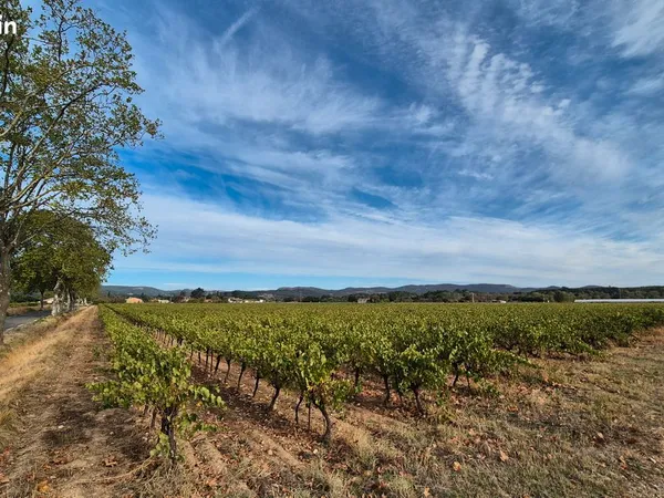 Vigne de Chardonnay