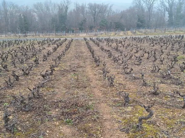 Parcelle de Vigne