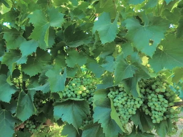 Bien agricole et foncier Vente Tourbes 32000€
