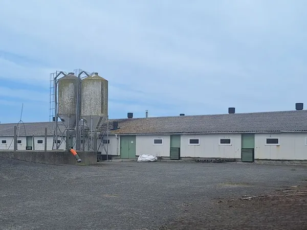 Exploitation agricole veaux de boucherie