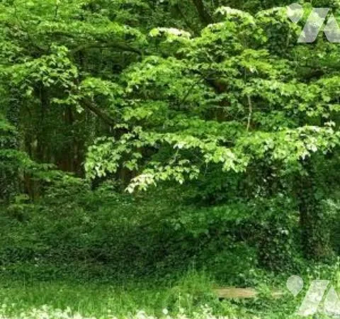 Terrain 1200 m²