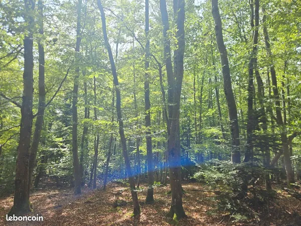 Parcelle de bois et foret