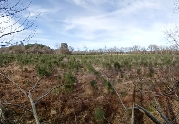 Terrain boisé 32 000 m2