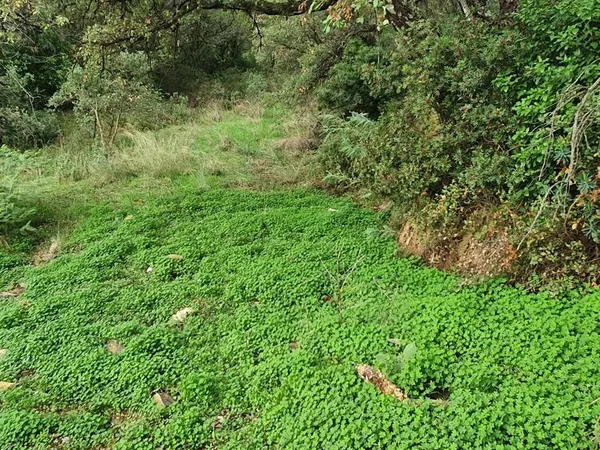 Terrain boisé sur les hauteurs de HYÈRES