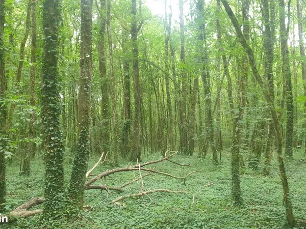 Vends parcelle de bois sur pied
